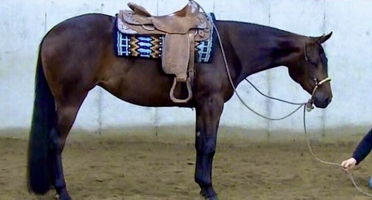 2YO Lazy Loper Mare Prospect