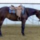 2YO Lazy Loper Mare Prospect