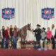 AQHA/APHA western all-around gelding