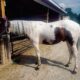 Nice Foundation Bred Yearling Ranch Prospect