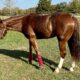 2018 APHA Gelding by All Time Fancy