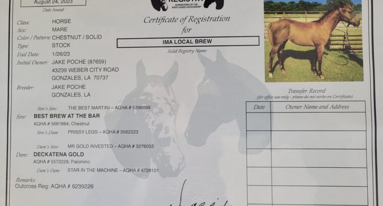 Best Brew At The Bar Yearling WP Prospect