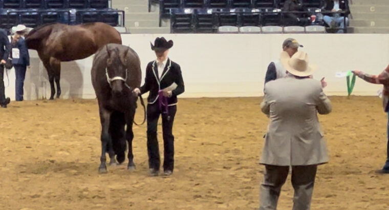 2016 AQHA Mare – On A Southern Breeze