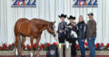 2014 AQHA 16H Gelding – Top 3 at L1 and Congress