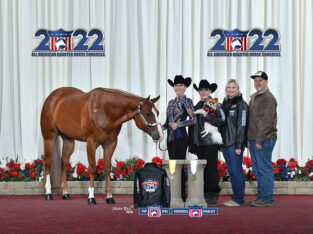 2014 AQHA 16H Gelding – Top 3 at L1 and Congress