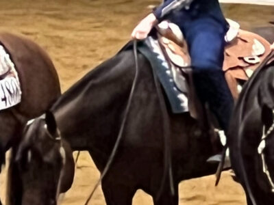 2016 AQHA Mare – On A Southern Breeze