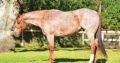 Ranch Riding Red Roan Gelding Prospect
