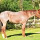 Ranch Riding Red Roan Gelding Prospect