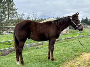 Exceptional gelding by son of Machine Made!
