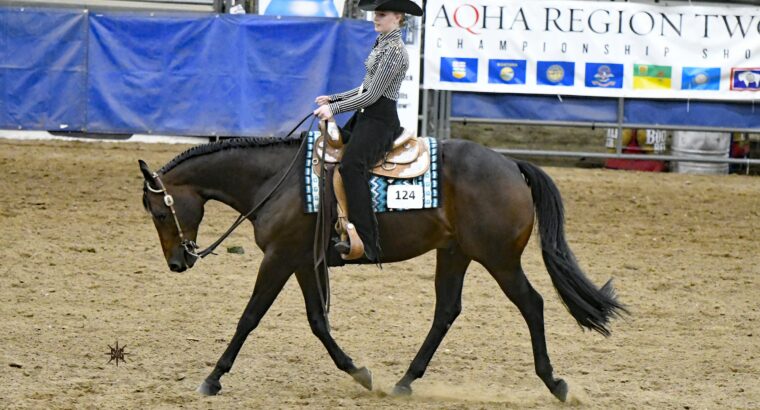 AQHA All Around Gelding “Who Is With Me” 16.1HH