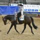 AQHA All Around Gelding “Who Is With Me” 16.1HH