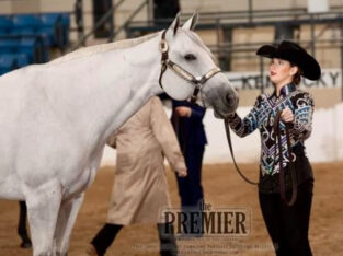 High End Grey All-Around Mare