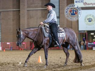 Extra Dirty Martini – High End All-Around Gelding