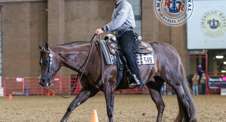 Extra Dirty Martini – High End All-Around Gelding