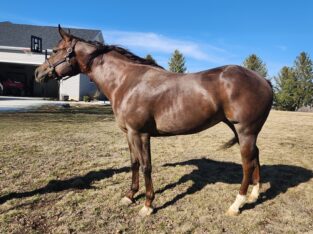 2020 AQHA Mare. Supersires enrolled