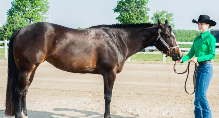 TY EQUITY- All-Around Mare