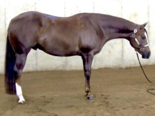 VS Its Showtime – APHA All-Around Gelding