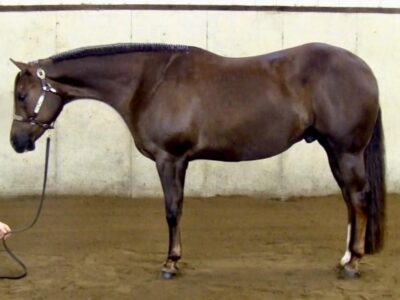 VS Its Showtime – APHA All-Around Gelding