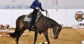 High End All-Around Deluxe Mare