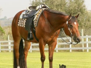 AQHA/APHA VS Flatline All-Around Gelding