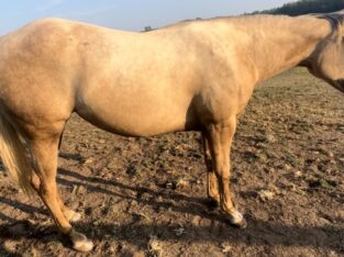 2023 Chocolate Palomino All Around Prospect Filly