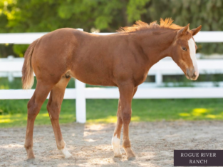 AQHA/APHA Heart Stoppin Colt