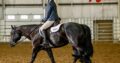 Black Lazy Loper All-Around Gelding