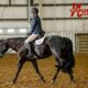 Black Lazy Loper All-Around Gelding