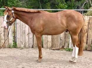 AQHA/APHA All-Around Prospect Gelding