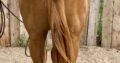 AQHA/APHA All-Around Prospect Gelding