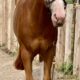 AQHA/APHA All-Around Prospect Gelding