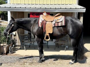 Beautiful black AQHA mare with 50+ points!