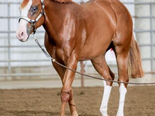 AQHA/APHA All-Around Prospect Gelding