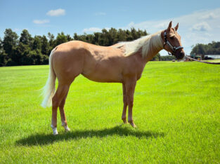 Gorgeous Yellow Filly with Endless Potential