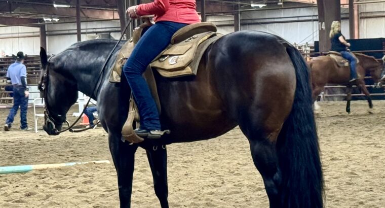 Stunning All-Around Gelding