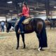 Stunning All-Around Gelding