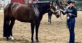 Stunning All-Around Gelding