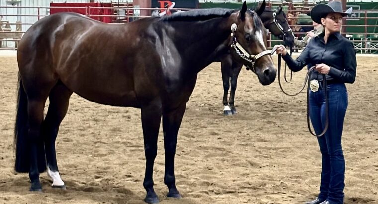 Stunning All-Around Gelding