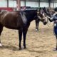 Stunning All-Around Gelding