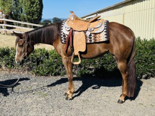 AQHA/ APHA double mare – ranch riding or pleasure!