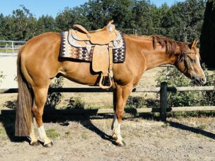 Big handsome all-around full double AQHA/ APHA!