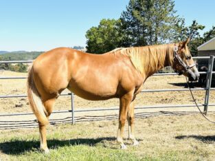 Nite Moves yearling filly- flaxen mane and tail!