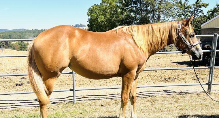 Nite Moves yearling filly- flaxen mane and tail!