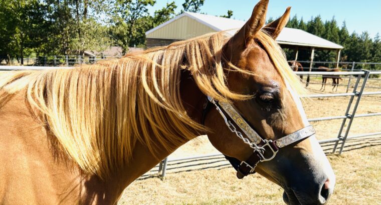 Nite Moves yearling filly- flaxen mane and tail!