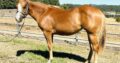 Nite Moves yearling filly- flaxen mane and tail!