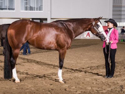 Bay Overo APHA/PtHA/NSBA All-Around Mare