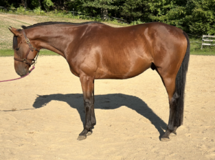 Versatile 6-year-old OTTB Gelding