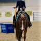 Walk-Trot Deluxe Gelding