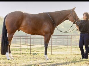 High Caliber APHA All-Around Prospect