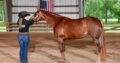 NSBA/AQHA/PHBA All-Around Mare! PRICE REDUCED